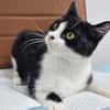 Mochi Verschmuster Maskenkater sucht  gechillte Familie