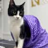 Mochi Verschmuster Maskenkater sucht  gechillte Familie