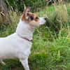 Die kleine Lizzy sucht ein Zuhause