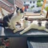 Binx & Zeus - Verspieltes Katzenpärchen