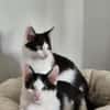Binx & Zeus - Verspieltes Katzenpärchen