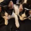 Binx & Zeus - Verspieltes Katzenpärchen
