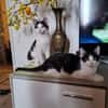 Binx & Zeus - Verspieltes Katzenpärchen
