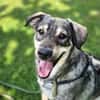 Kaji - sucht seine Menschen 🐕
