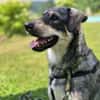 Kaji - sucht seine Menschen 🐕