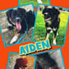 sportlicher Aiden auf PS in 80999