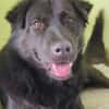 Finlay- charmanter Charakterhund für Liebhaber