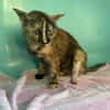 MINETTE