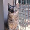 Kitty (en cours d'adoption)