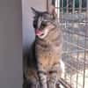 Kitty (en cours d'adoption)