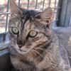 Kitty (en cours d'adoption)