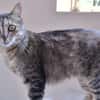 Kitty (en cours d'adoption)