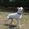 SNOW CHAO
