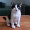 Emmy PAB28872