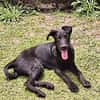 BOUBA, chiot Berger Créole mâle