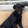 BOUBA, chiot Berger Créole mâle