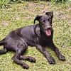 BOUBA, chiot Berger Créole mâle