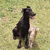 BOUBA, chiot Berger Créole mâle