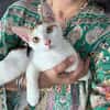 CHATKIRA, chaton femelle européen