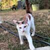 CHATKIRA, chaton femelle européen