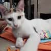CHATKIRA, chaton femelle européen