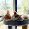 CHATKIRA, chaton femelle européen
