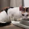 CHATKIRA, chaton femelle européen