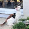 CHATKIRA, chaton femelle européen