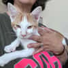 LEVI, chaton créole mâle