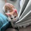 LEVI, chaton créole mâle
