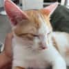 LEVI, chaton créole mâle