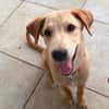 MYLO, chiot Berger Créole mâle