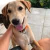 MYLO, chiot Berger Créole mâle