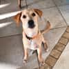 MYLO, chiot Berger Créole mâle