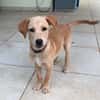 MYLO, chiot Berger Créole mâle
