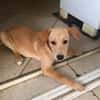MYLO, chiot Berger Créole mâle