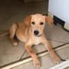 MYLO, chiot Berger Créole mâle