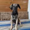 MAHE, chiot mâle Berger Créole