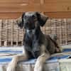 MAHE, chiot mâle Berger Créole