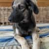MAHE, chiot mâle Berger Créole