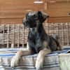 MAHE, chiot mâle Berger Créole