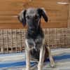 MAHE, chiot mâle Berger Créole