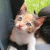 Messaline