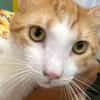 ✨️ ENZO ✨️ 🐱