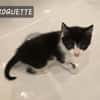 Roquette