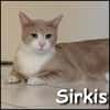 Sirkis