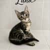 LUNA