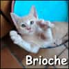 Brioche