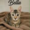 BELLA