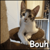 Bouh